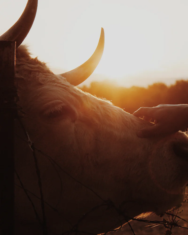 Una mano acaricia la cabeza de una vaca con cuernos al atardecer, junto a una alambrada en la dehesa