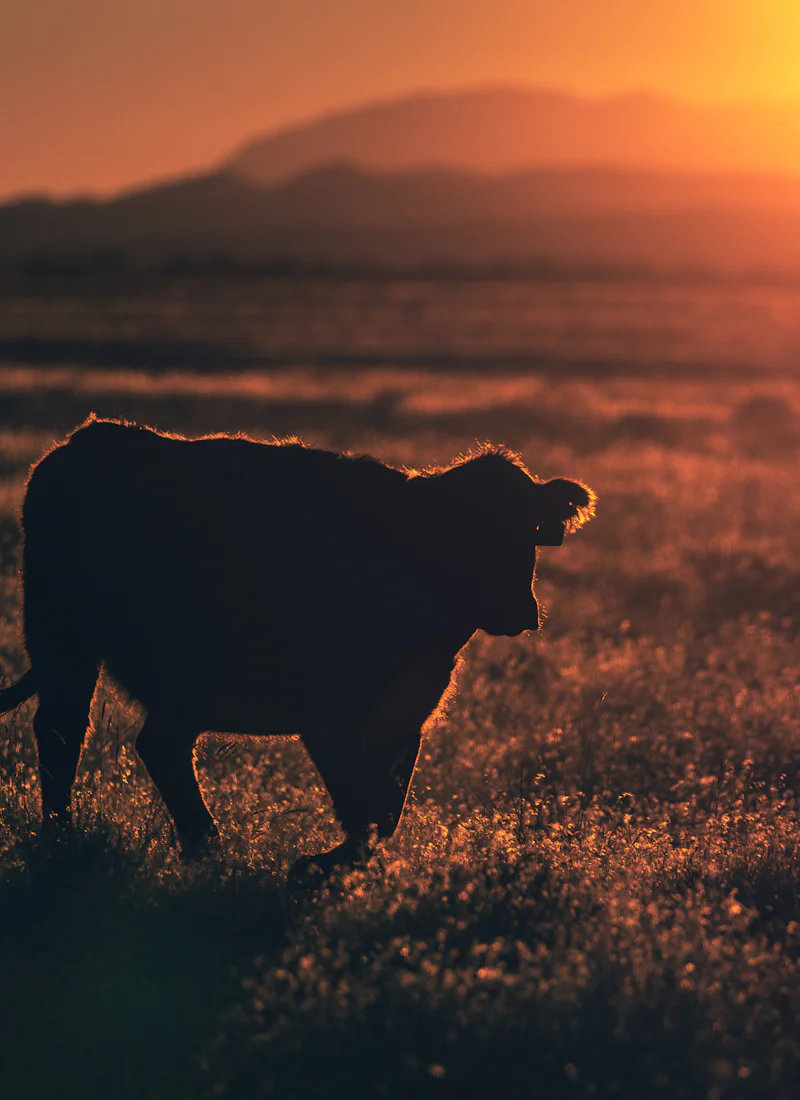 Silueta de una vaca en el pasto al caer el sol